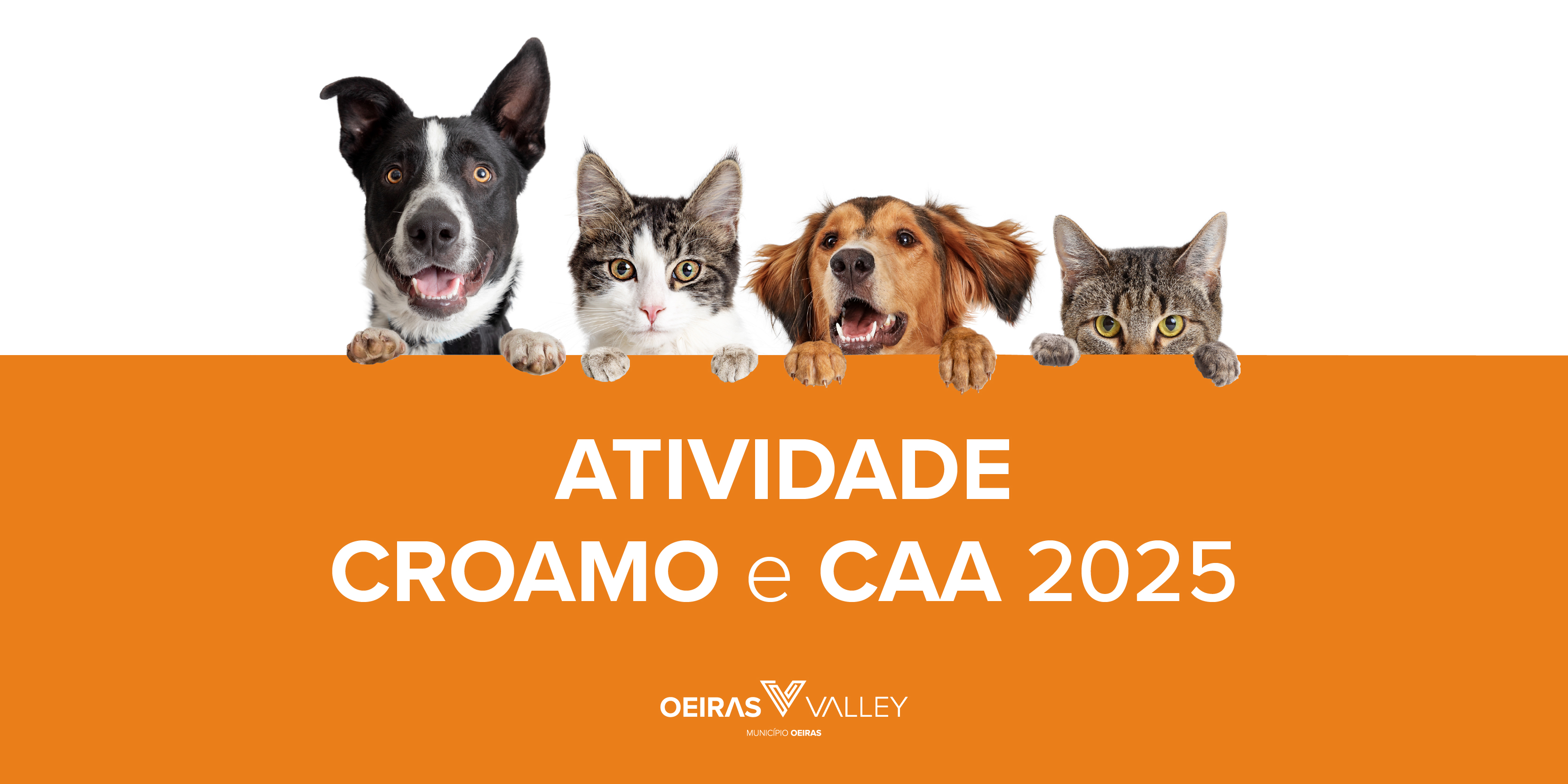cães e gatos