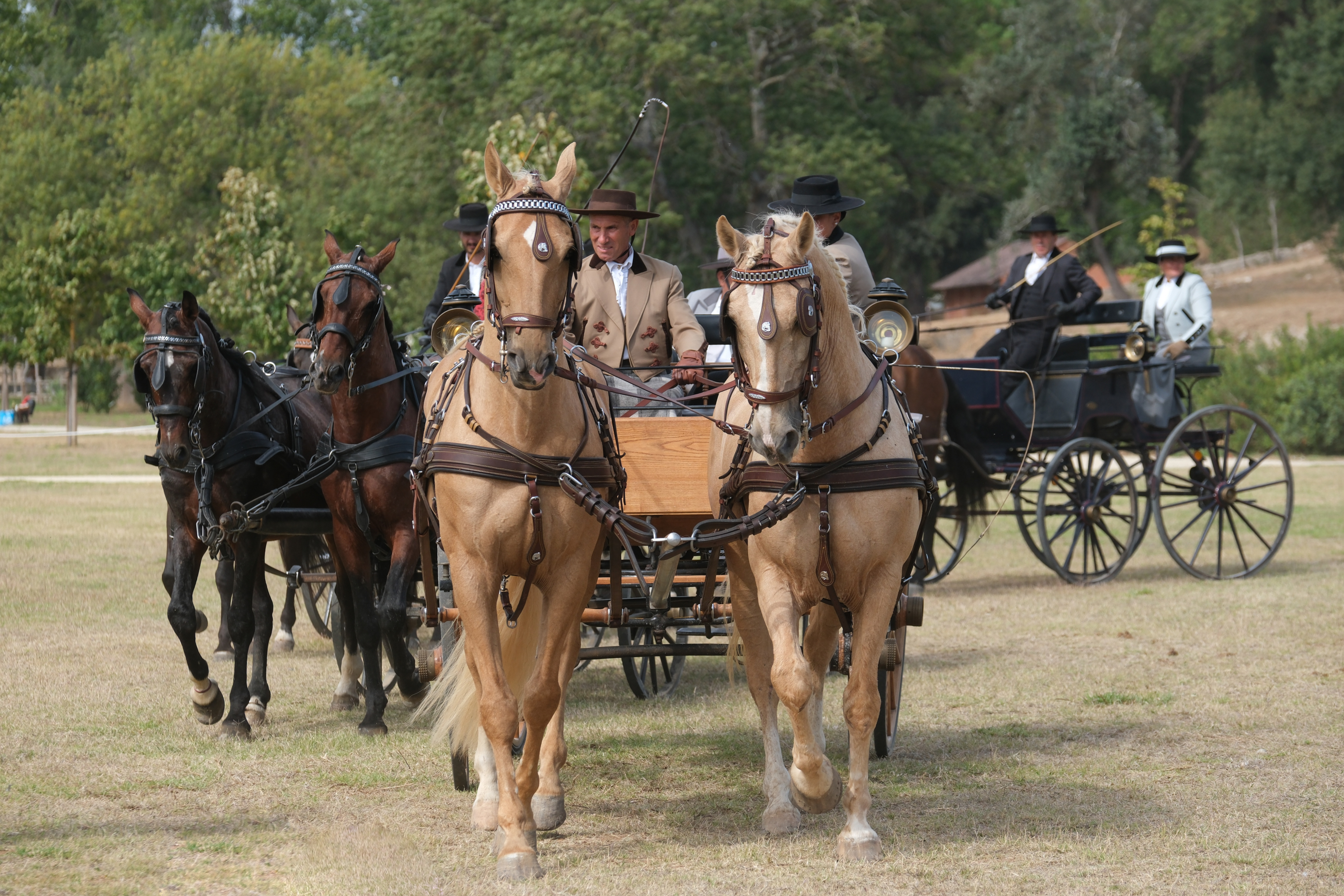 cavalos a puxar um atrelado com pessoas 