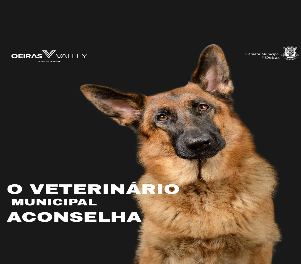 fotografia de um cão