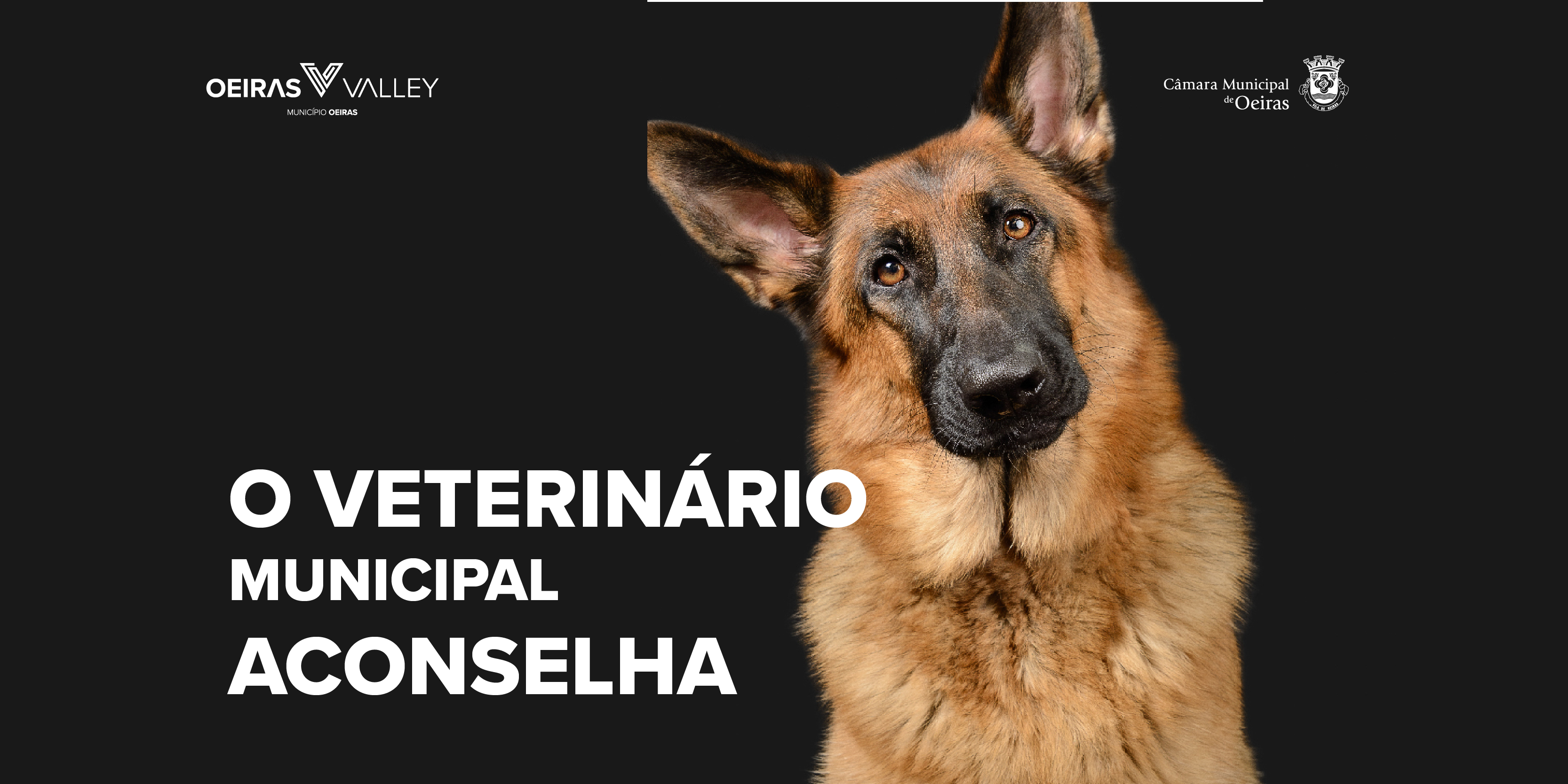 banner informativo com fotografia de cão