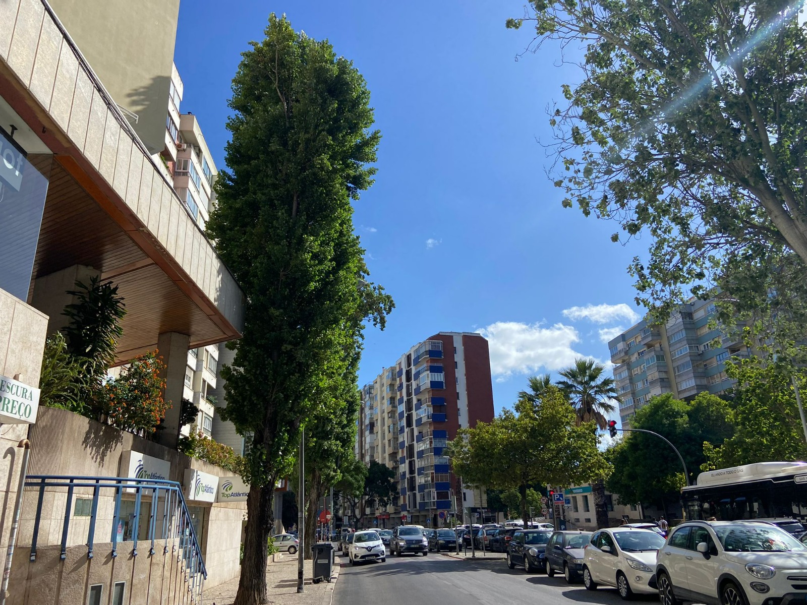 árvore choupo perto de um prédio em Algés