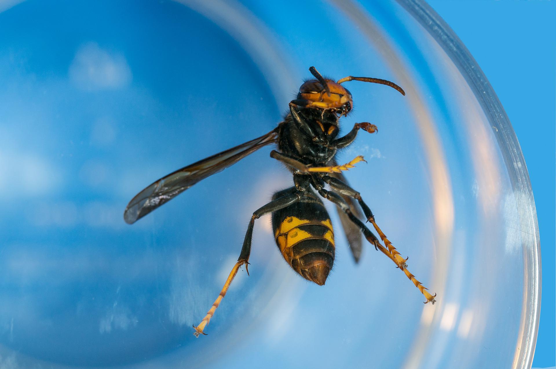Imagem de uma vespa asiática