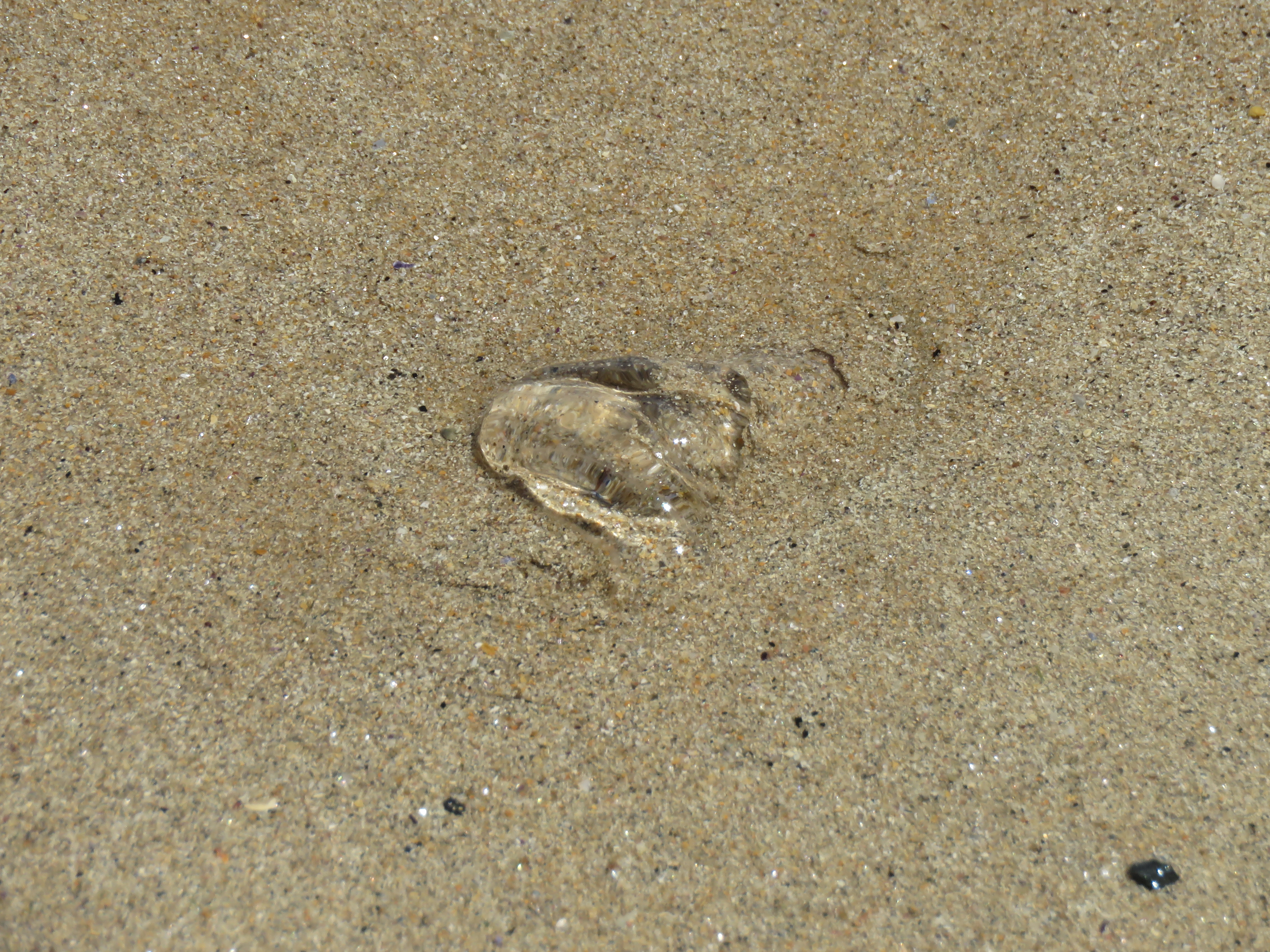 Fotografia de uma salpa na areia