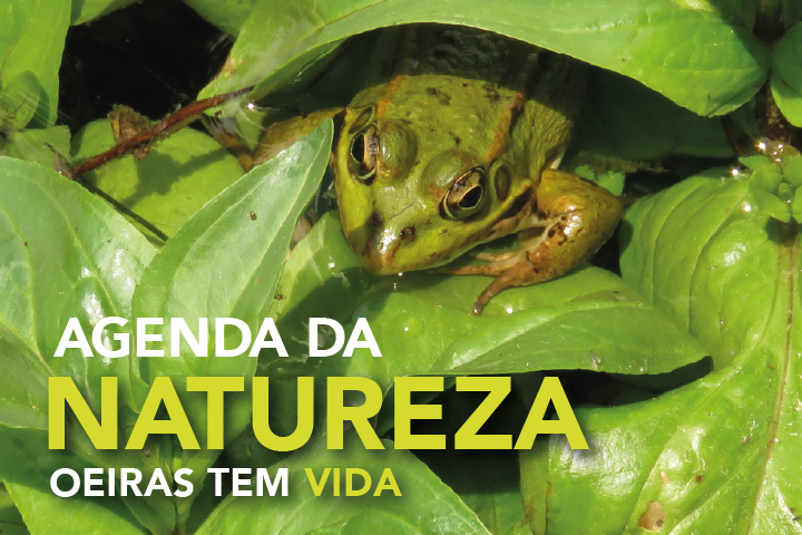 rã numa folha