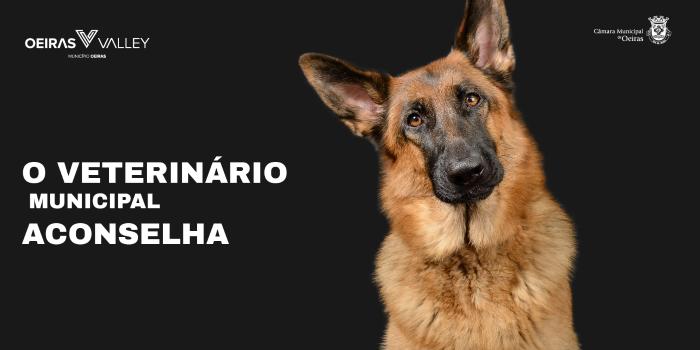 O Veterinário Aconselha – Inverno