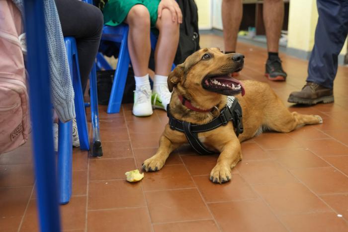 3ª edição da Semana Animal de Oeiras