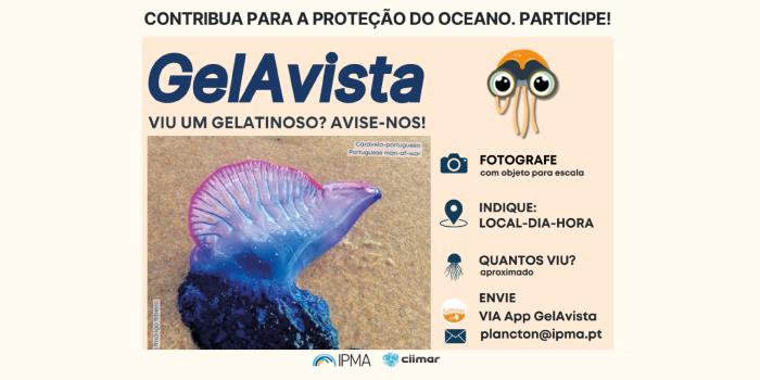 Oeiras associa-se à monitorização de organismos gelatinosos nas praias do Concelho